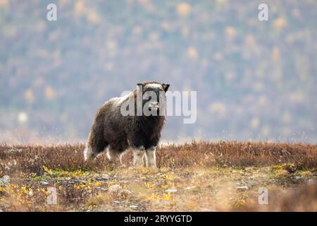 Musk oxen (Ovibos moschatus), baby musk ox in autumn tundra, young, Dovrefjell-Sunndalsfjella National Park, Norway Stock Photo