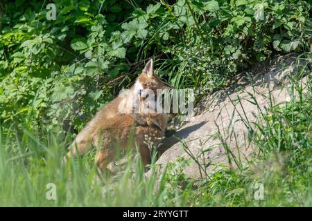 Red fox (Vulpes vulpes), young foxes playing in front of fox den, Switzerland Stock Photo