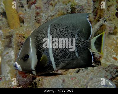 Juvenile gray angelfish (Pomacanthus arcuatus), John Pennekamp Coral Reef State Park dive site, Key Largo, Florida Keys, Florida, USA Stock Photo
