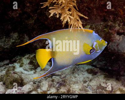 Queen angelfish (Holacanthus ciliaris), dive site John Pennekamp Coral ...