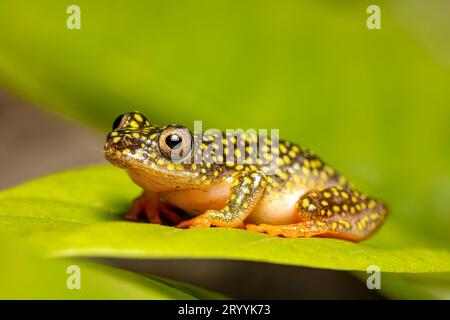 Starry Night Reed Frog, Heterixalus alboguttatus, Ranomafana. Madagascar wildlife Stock Photo