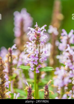 Pink flowers in the garden called Snapdragon or Antirrhinum majus or Bunny rabbits. Pink antirrhinum or dragon flowers or snapdragons in the outdoors. Stock Photo