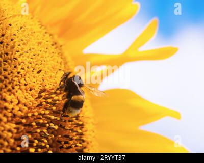 Honey bee pollinating sunflower plant Stock Photo