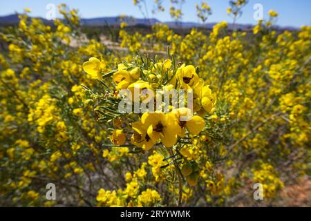 Macro close up of yellow Silver senna or silver cassia (senna artemisioides) in outback australia. A flowering plant endemic or native to australia. Stock Photo