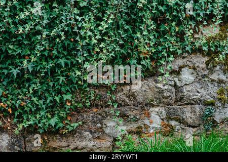 Old stone wall and green ivy. Old stone wall with ivy as background Stock Photo