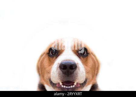 Close up Beagle dog on the white isolated background. Animal and mammal concept. Selective focus on eyes Stock Photo