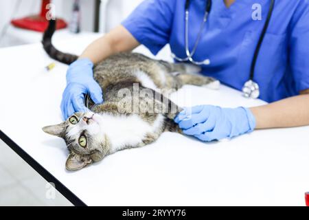 Cat on examination table of veterinarian clinic. Veterinary care. Vet doctor and cat. Stock Photo