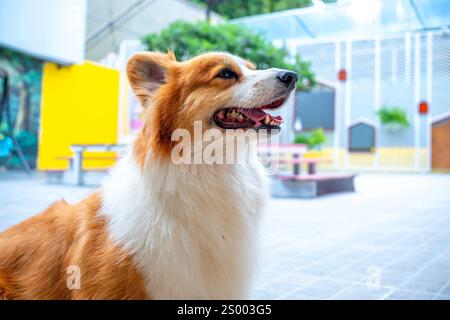 Cute Corgi with impressive fur in the domesticated house. They are very friendly and good friends with humans Stock Photo