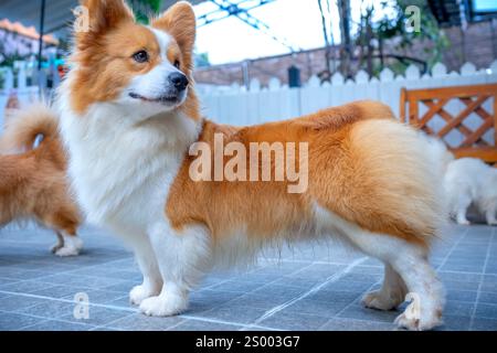 Cute Corgi with impressive fur in the domesticated house. They are very friendly and good friends with humans Stock Photo