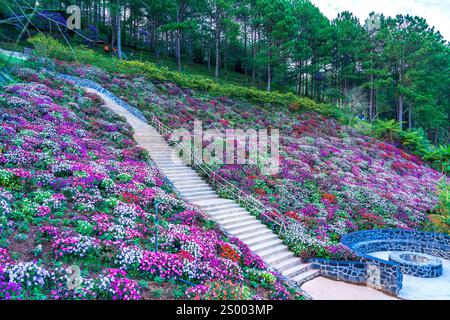 Flower garden viewed from above with many purple lavender flowers, Scarlet Sage, chrysanthemum in the eco-tourism area attracts visitors near Da Lat, Stock Photo