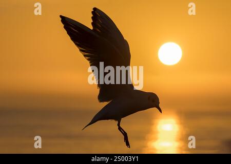 Black headed Gull, Larus ridibundus about to land on the sea wall.  Norfolk  February Stock Photo