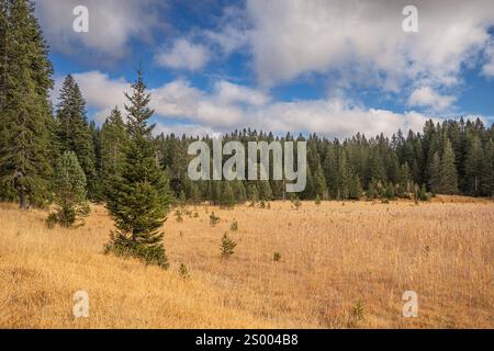 Pine trees growing next to a large dry meadow under a blue sky with white clouds Stock Photo