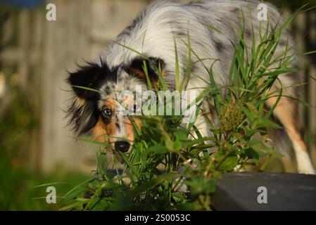 A sheltie dog with a collar is sitting in the grass Stock Photo