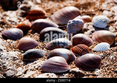 Shells on the beach of les Marines in Denia Stock Photo