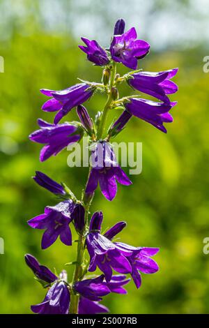 Tall bellflower, Campanula latifolia var. macrantha, blooming in a sunny garden in July, closeup with selective focus and copy space Stock Photo