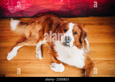 Brown and white dog lying on hardwood floor, looking up Stock Photo