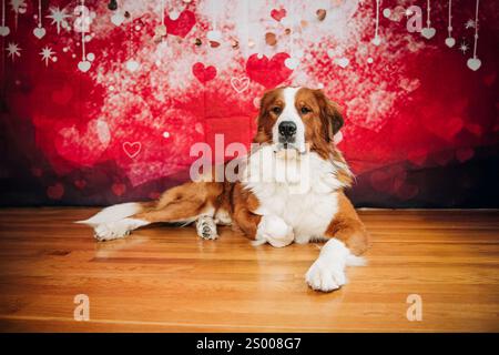Elegant brown and white dog red heart backdrop Stock Photo