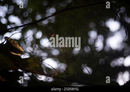 A spider web in a blur. Insect on a spider web. Stock Photo