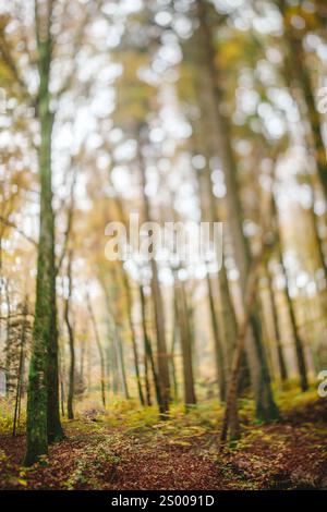 Trees in the forest with yellow leaves out of focus Stock Photo