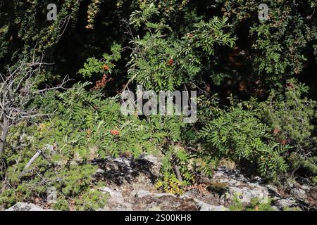 Sorbus aucuparia, Mountain Ash, Rowan, Rosaceae. Stock Photo