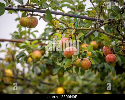Lush apple trees are filled with ripe fruit ready for harvest in an orchard during the late autumn season. Stock Photo