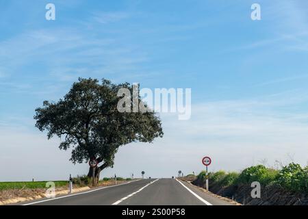 Drivers perspective over road in a no passing zone on a hill and no passing signs in both sides of road with one single tree on side of rural landscap Stock Photo