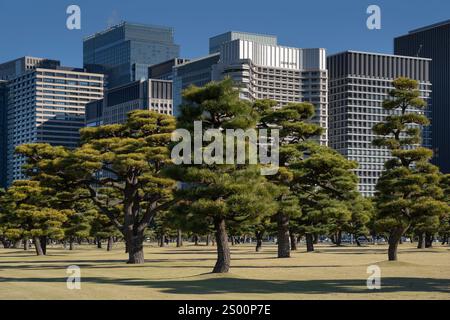 Japan Tree Building Pine trees in outer garden Imperial Palace with high building ...