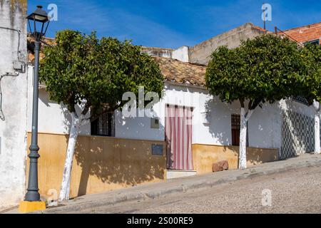 Almodovar del Rio, Cordoba, Andalusia, Spain-February 5, 2024; Two orange trees in front of white and yellow plastered façade of house with red roof t Stock Photo