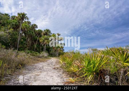 Prairie Loop Trail, a Kissimmee Prairie Preserve State Park hiking trail, traverses through the dry Florida prairie and palm hammocks. Stock Photo