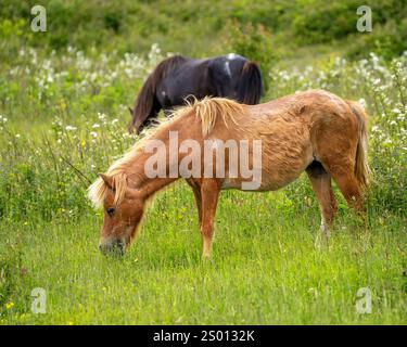 A ginger-colored and a chestnut mare are among the wild ponies that live on the grassy mountainsides in Grayson Highlands State Park in Virginia. Stock Photo