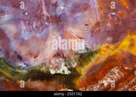 Petrified wood, macro photo. Abstract natural colorful background photo texture of polished slice of a petrified tree Stock Photo