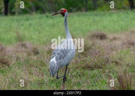 Brolga, Queensland, Australia Stock Photo