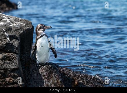 A Galapagos penguin (Spheniscus mendiculus) standing on a rock, Bartolome Island, Galapagos Islands Stock Photo