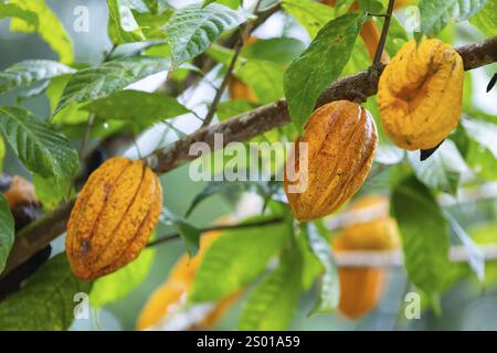 Cocoa fruit on a tree, cocoa (Theobroma cacao), Costa Rica, Central America Stock Photo