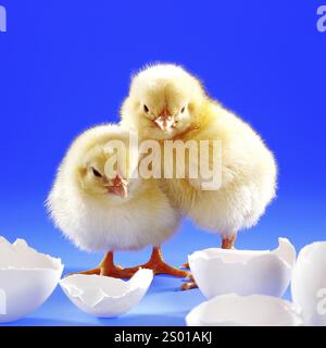 Two freshly hatched chickens, chicks, symbol photo, Easter, birth, eggshell, egg, symbol photo, animals, baby animals, chickens, eggshells studio phot Stock Photo