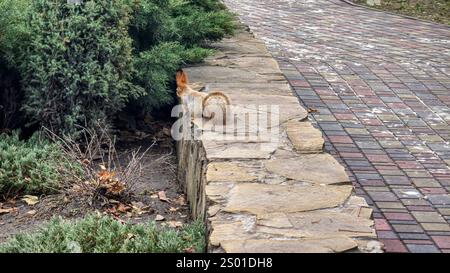 Squirrel in the park looking for food in winter. Fluffy red tail and tassels on the ears. Nuts and cones Stock Photo