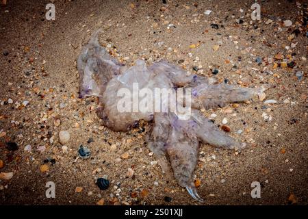 A dead jellyfish is laying on the sand. The sand is made up of small rocks and pebbles Stock Photo