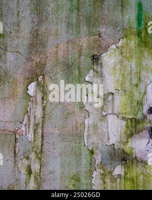 Weathered Wall with Peeling Paint and Moss Stock Photo