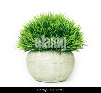 Green Grass, fresh potted plant in white stone flowerpot. isolated Stock Photo