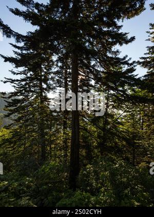 Trees in the High Elevations of Great Smoky Mountains National Park