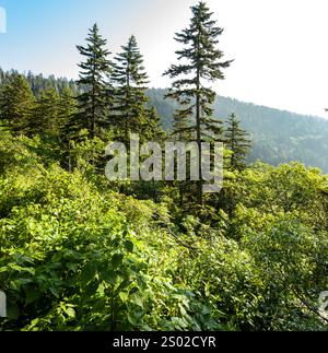 Trees in the High Elevations of Great Smoky Mountains National Park