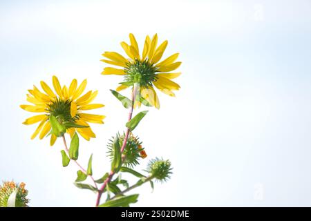 Looking at bright yellow flowers from below against an over-exposed, white sky. Stock Photo