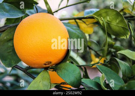Navel orange on the tree Stock Photo