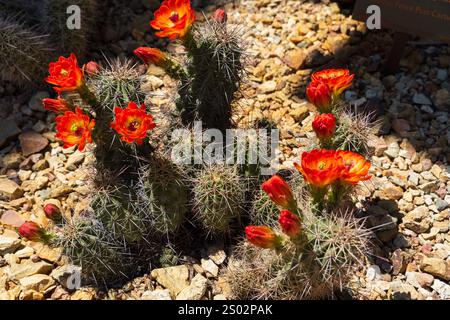 Claret cup cactus in bloom with bright red tubular flowers, Echinocereus triglochidiatus desert wildflower Stock Photo