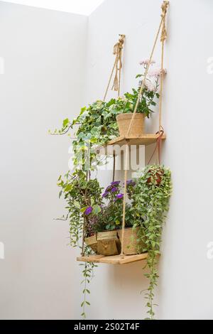 handmade wooden shelf on ropes with flowers and ivy Stock Photo