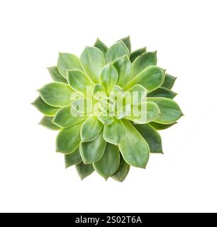 Miniature succulent plants (succulent cactus) isolated on white Stock Photo