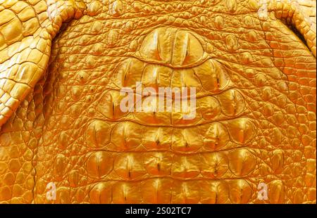 Closed up of crocodiles skin in yellow Stock Photo