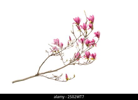 pink magnolia flower spring branch isolated on white background Stock Photo