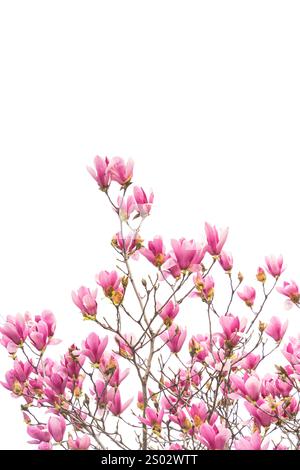 pink magnolia flower spring branch isolated on white background Stock Photo