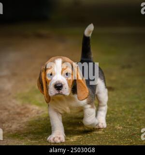 Adorable Beagle puppy walking towards the camera Stock Photo
